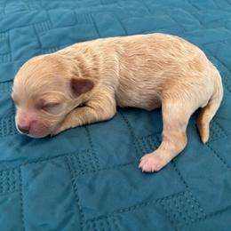 Girl 2 - Apricot female Aussiedoodle puppy in Cedar Park, Texas from Lollipups Mini Aussiedoodles