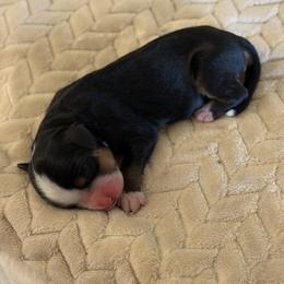 Tramp - Black rust and white male Bernese Mountain Dog puppy in Oregon City, Oregon from N.W. Mountain Retrievers