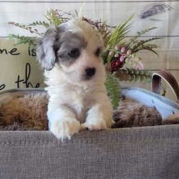 Bernedoodle, Cavapoo, Cockapoo, and Goldendoodle Puppies from Farquharson's Poodles&Doodles