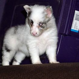 Rottweiler and Shetland Sheepdog Puppies from Mountain High Kennels