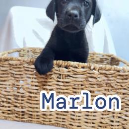 Marlon - Black male Labrador Retriever puppy in Lucasville, Ohio from Backwoods Labradors