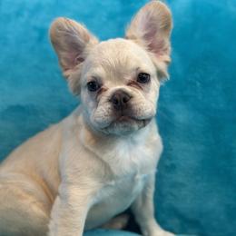 Rosie - Cream female French Bulldog puppy in Las Vegas, Nevada from Legacy