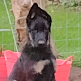 German Shepherds from Elaina's German Shepherds