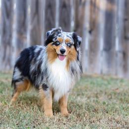 Trio - Miniature Australian Shepherd