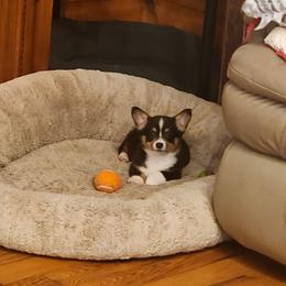 Little one - Black and white female American Corgi puppy in Hampton, Tennessee from TC Farms Stock Dogs - Miniature Australian Shepherds