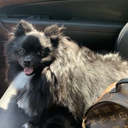 Kittybear - Pomeranian