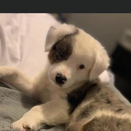 Australian Cattle Dog, Australian Shepherd, Companion Cross, and Miniature Australian Shepherd Puppies from MK Aussies