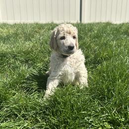 Meadow (Purple Collar) - Cream female Poodle puppy in Monroeville, Pennsylvania from K & A Standard Poodles