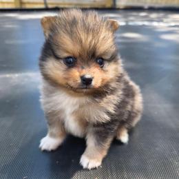 Rhodes - Chocolate merle male Pomeranian puppy in New Lenox, Illinois from Illinois Poms