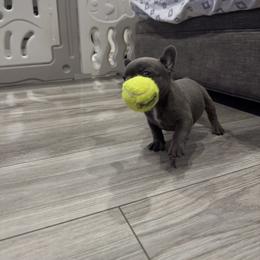 French Bulldog Puppies from The Frenchie Lady Co.