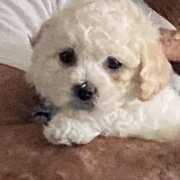 Bichon Frises and Shih Tzus from Teddy Bears of Arizona