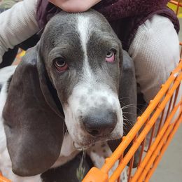 Basset Hound Puppies from Howlin Hounds
