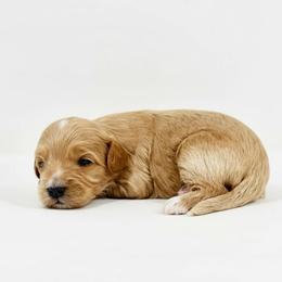 Girl 1 - Red female Australian Labradoodle puppy in Columbus, Montana from Comfort Doodle