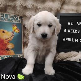 Lime green collar girl - Light golden female Golden Retriever puppy in Rochester, Washington from Grand Mound Goldens