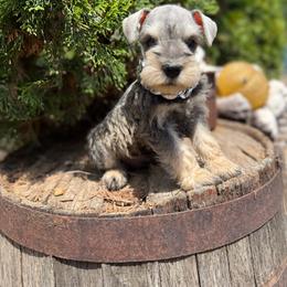 Ash - Salt and pepper male Miniature Schnauzer puppy in Taylorsville, North Carolina from Feather & Tail Acres
