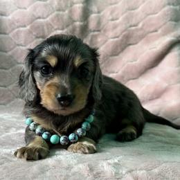 Stormy - Dapple female Dachshund puppy in Lincoln, Arkansas from Red Dirt Dachshunds