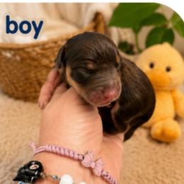 Boy 2 - Chocolate and tan male Dachshund puppy in Michigan from Amberly's Dachshunds