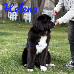 Helena - Newfoundland