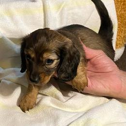 FiFi AKC full rights - Piebald female Dachshund puppy in Elizabethtown, Kentucky from Teeny Tiny Puppy Tails