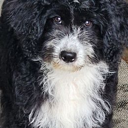 Annie - Black and white female Aussiedoodle puppy in Mount Clare, West Virginia from Pineview Farms Australian Shepherds