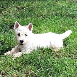 Daisy - West Highland White Terrier