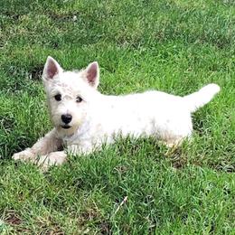 Daisy - West Highland White Terrier
