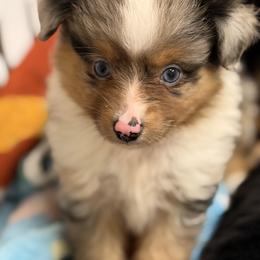 Shamrock - Blue merle male Miniature Australian Shepherd puppy in Buchanan, Georgia from Stanleyville Farm Mini Aussies