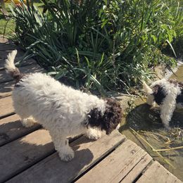 Lagotto Romagnolo puppies from Nesting Dolls