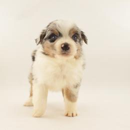 Nugget - Blue merle male Australian Shepherd puppy in Placerville, California from BFF Aussies