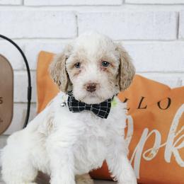Buzz - Parti male Labradoodle puppy in Bryantown, Maryland from Doodles on Duty