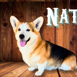 Nate - Pembroke Welsh Corgi