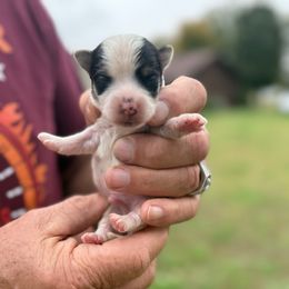 Santa - Black & tan tri-color male Morkie puppy in Oakland, Kentucky from Imperial Dogs