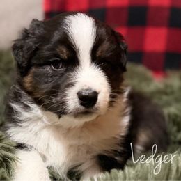 Ledger - Black tri-color male Australian Shepherd puppy in West Virginia from Mountain Trail Aussies