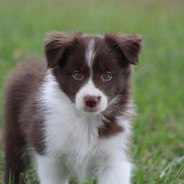 Girl 4 - Red female Border Collie puppy in Tylertown, Mississippi from Cool Meadow Farms
