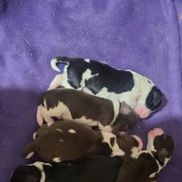 English Springer Spaniel Puppies from Rocky Top Springer Spaniels