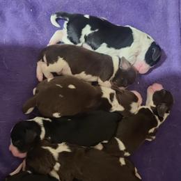 English Springer Spaniel Puppies from Rocky Top Springer Spaniels