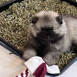 Keeshond Puppies from Peregrine Keeshond