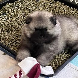 Keeshond Puppies from Peregrine Keeshond