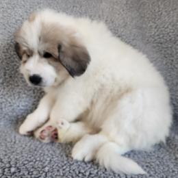 Dolly - Light blue collar - White and badger female Great Pyrenees puppy in Monmouth, Maine from Flewelling Great Pyrenees