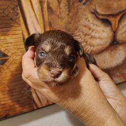 Alice - Liver female Miniature Schnauzer puppy in Florida from Central Florida Schnauzers