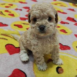 Honey - Cream female Cavapoo puppy in Dallas, Texas from Halo's Heroes Doodles