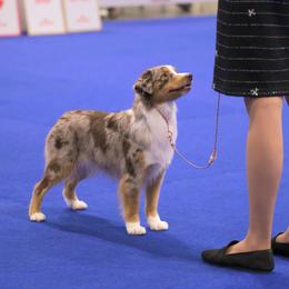 Miniature Australian Shepherds from Bonbelle