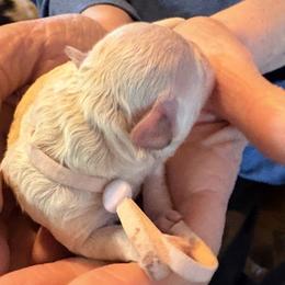 Lilac - Cream female Assorted Doodle Crosses puppy in Mt Pleasant, Texas from Hippdoodranch