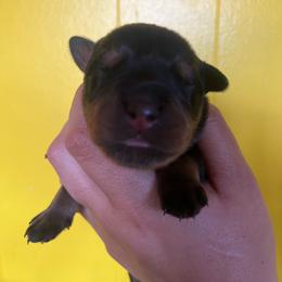 Grey - Black and mahogany female Rottweiler puppy in Mancelona, Michigan from Nicolle Stone