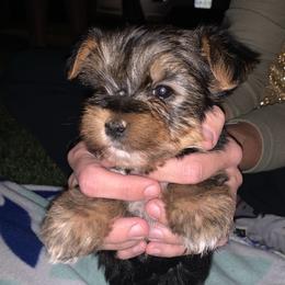 Miniature Australian Shepherds and Yorkshire Terriers from Texas Yorkie, Corgi, Miniature American Shepherd