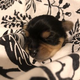 Yorkshire Terrier Puppies from MagnoliaYorkies