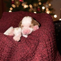 Howdy - Blenheim male Cavalier King Charles Spaniel puppy in Gonzales, Texas from Veach Cavaliers & Farm