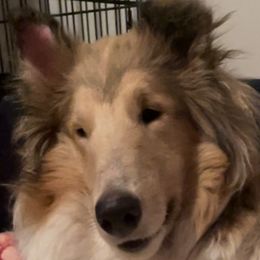 Farrah - Collie