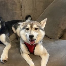 Siberian Huskies from Fewell Huskies