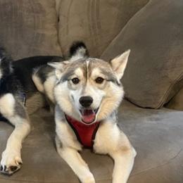 Siberian Huskies from Fewell Huskies